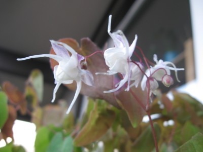 Epimedium grandiflorum Elfenkoenigin